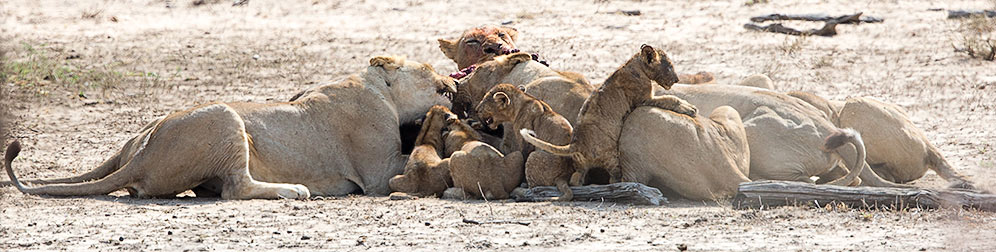 Lions on a kill